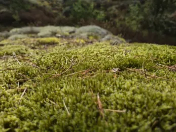 Natur bewusst erleben